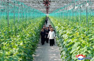 Respected Comrade Kim Jong Un Inspects Sinuiju Combined Greenhouse Farm 2 004