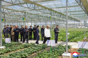 Respected Comrade Kim Jong Un Inspects Sinuiju Combined Greenhouse Farm 2 008
