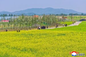 Respected Comrade Kim Jong Un Inspects Sinuiju Combined Greenhouse Farm 2 015