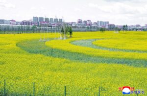 Respected Comrade Kim Jong Un Inspects Sinuiju Combined Greenhouse Farm 2 017
